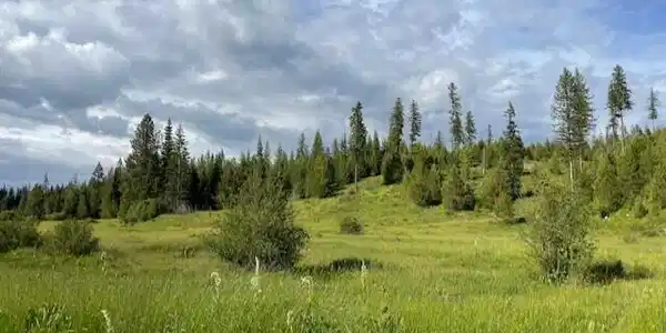 Image 3: Sloping and treed