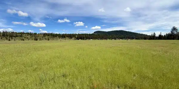 Image 4: 5 acreas of usable land.
