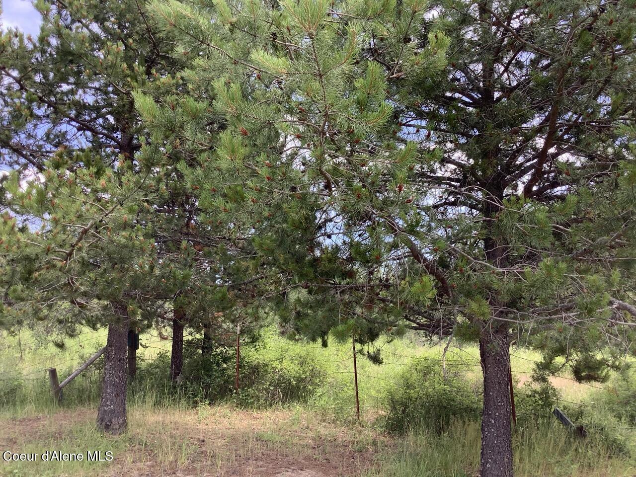 Image 2: Trees by garden