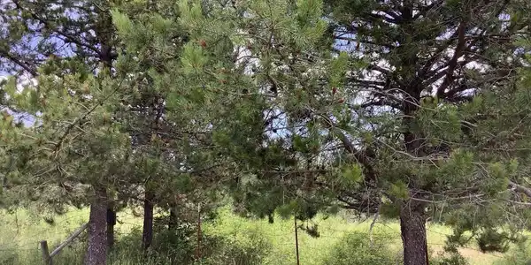 Image 2: Trees by garden