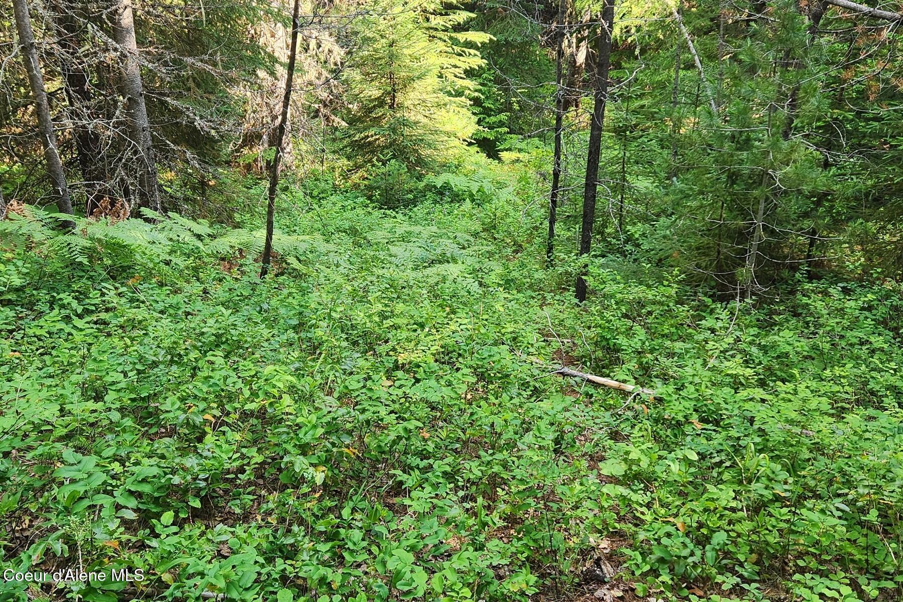 Image 1: Priest Lake Reeder Bay Rd