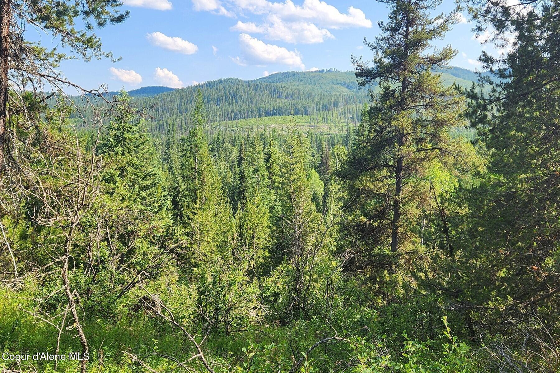 Image 2: Forested