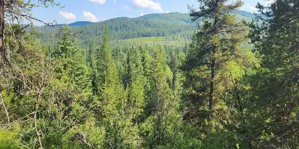 Image 2: Forested