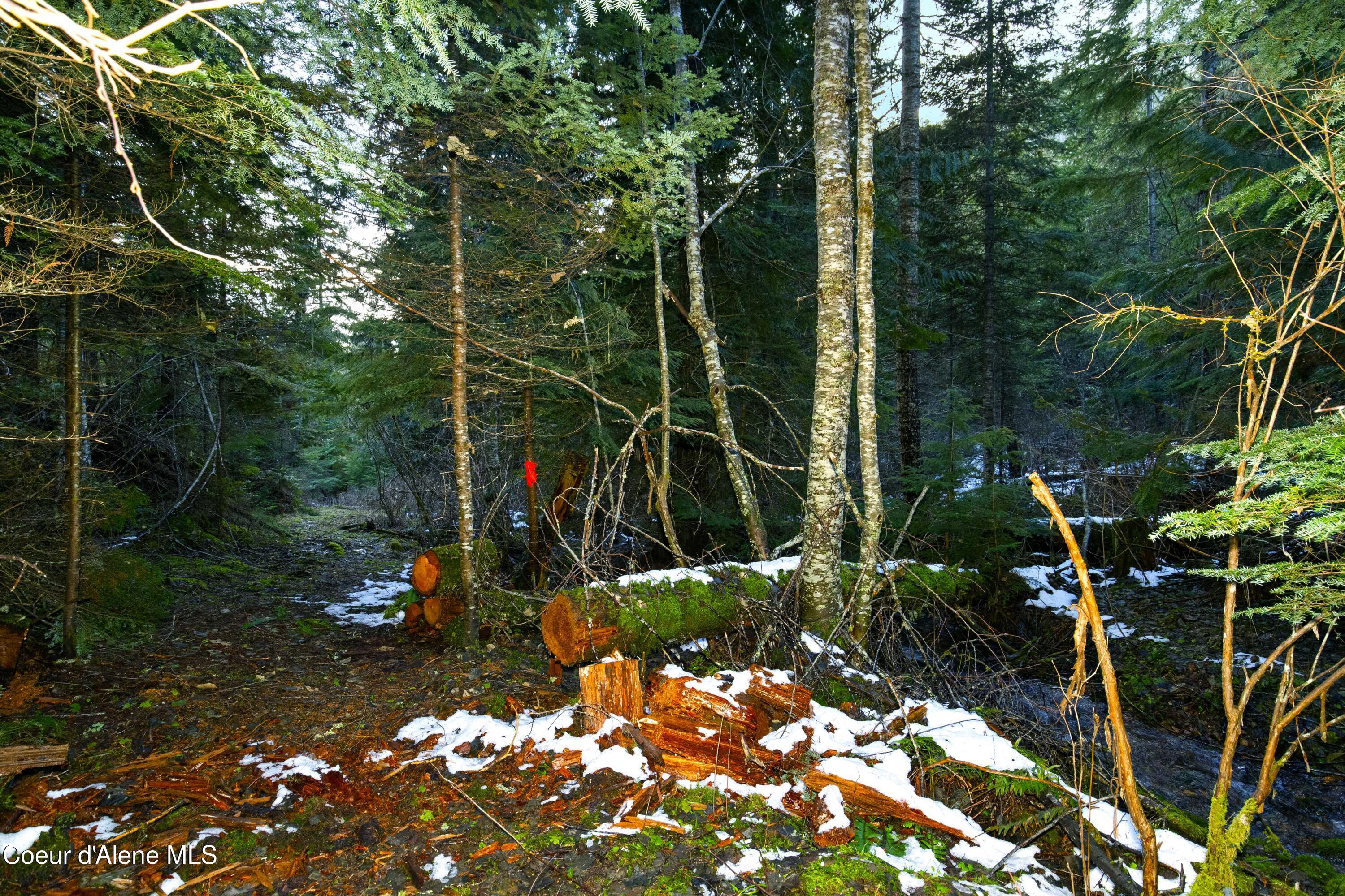 Image 4: 4. Multiple Trails on Parcel