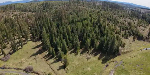 Image 4: Nicely treed