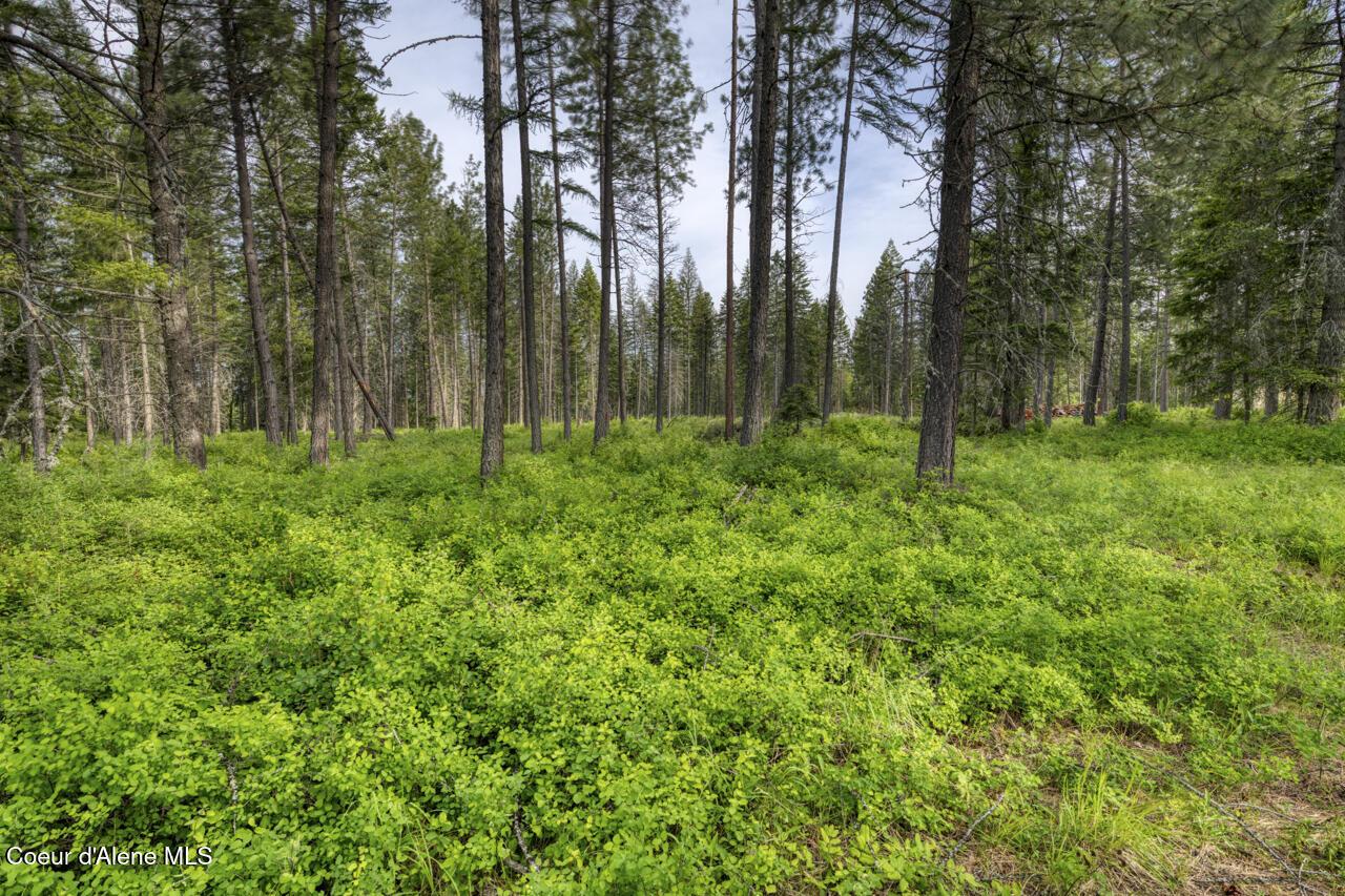 Image 4: Partially wooded