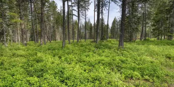 Image 4: Partially wooded