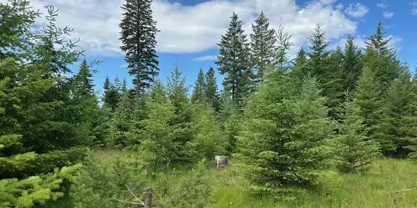 Tract C USFS 2222A