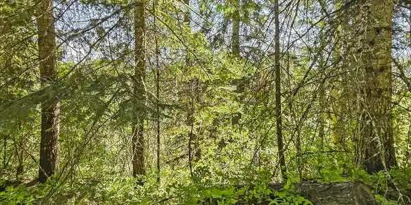 Nna Tanglewood 4.92 acres
