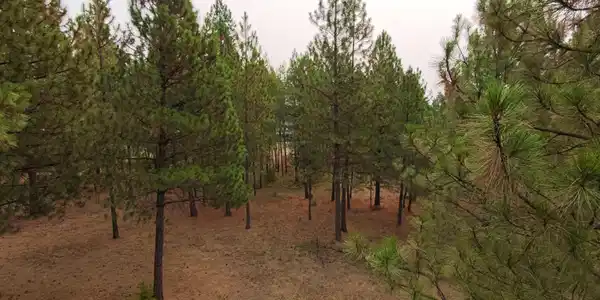 Image 2: Trees on Property