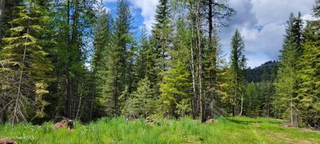 NNA Pup Paw Trail - North