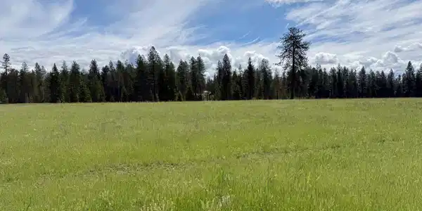 Image 2: 5 acres backing up to mature trees.
