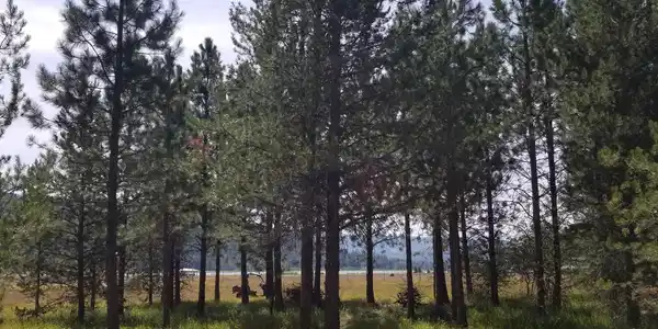 NNA Ponderesa Ranch Rd