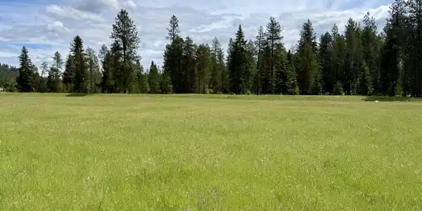 Image 3: Open acreage backed by mature trees.