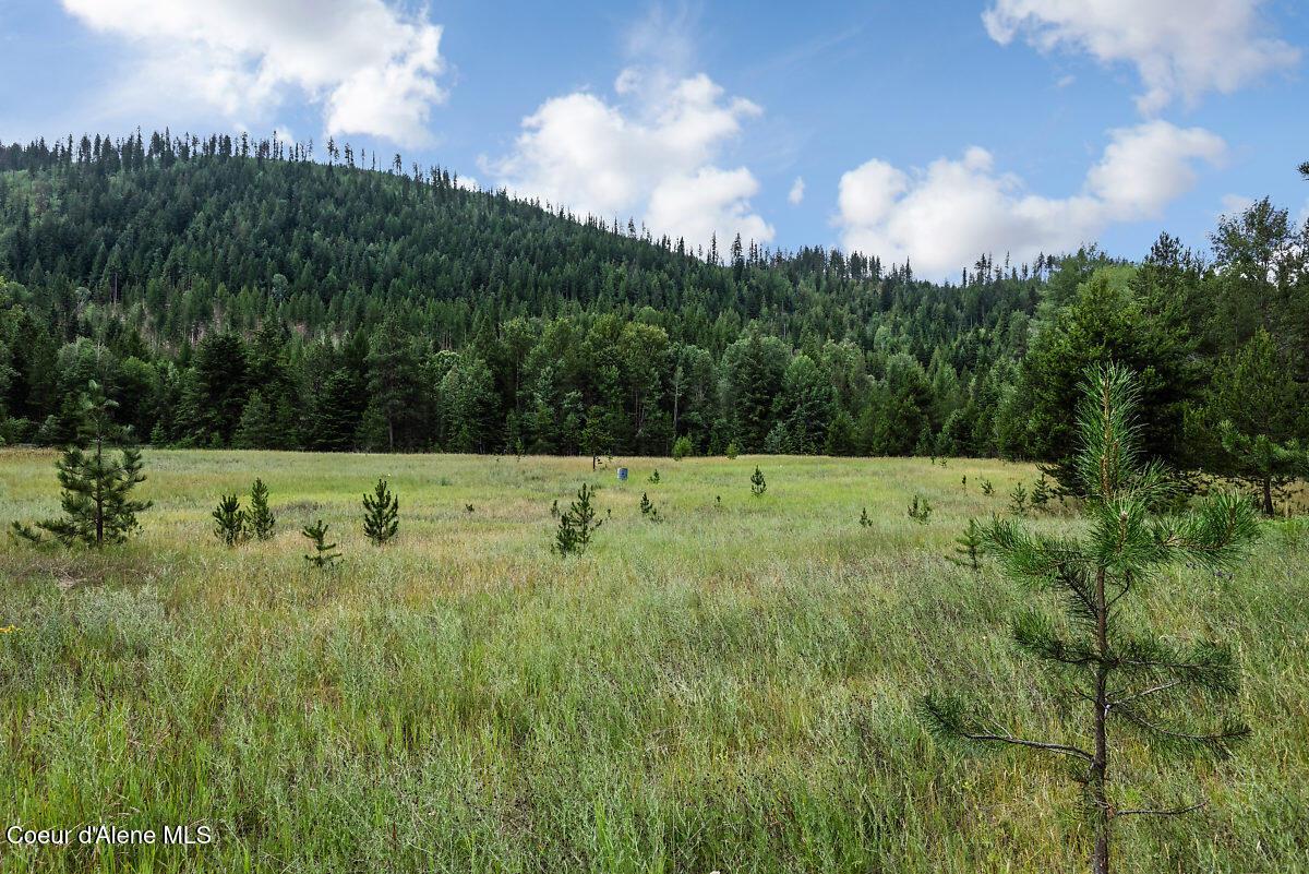 Image 4: Grassy Meadow