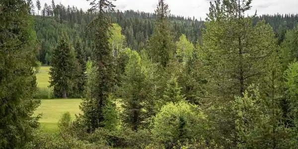 Image 3: Brad'sLot-17