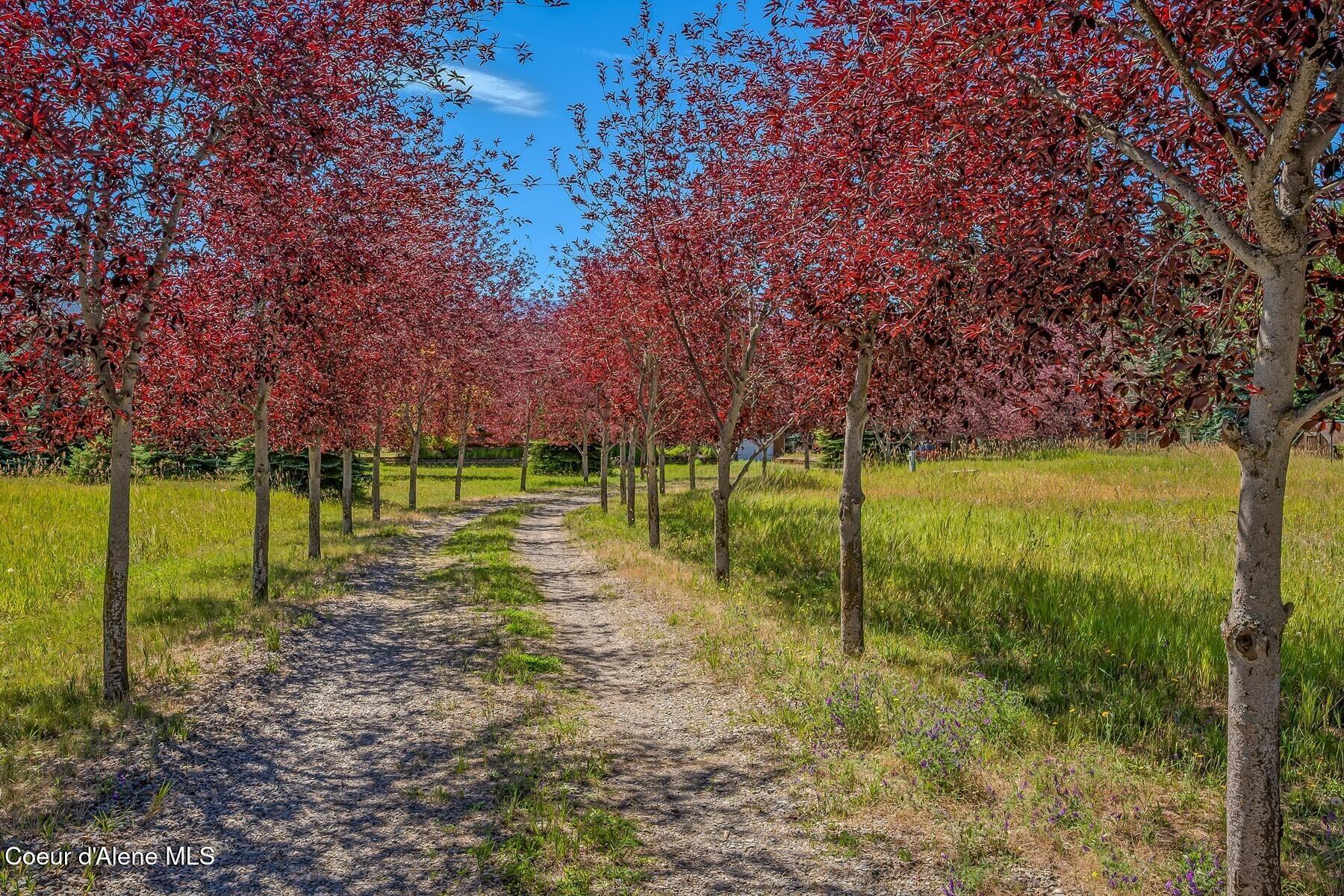 Image 2: Idyllic Tree Line Drivdway