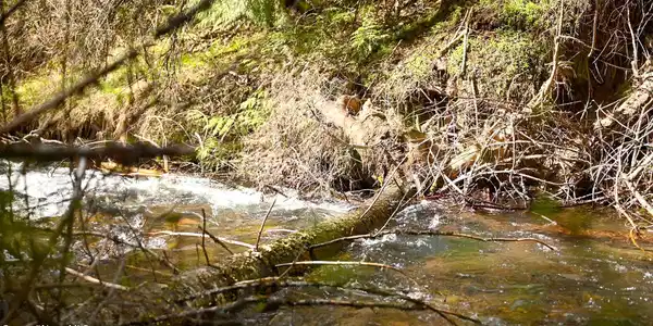 Image 4: Class one creek