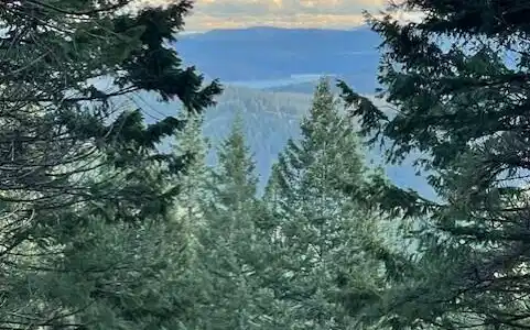 Image 3: Nicely treed.