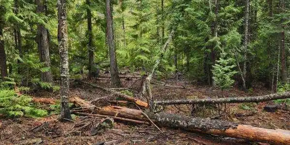 Image 3: Middle Fork 3