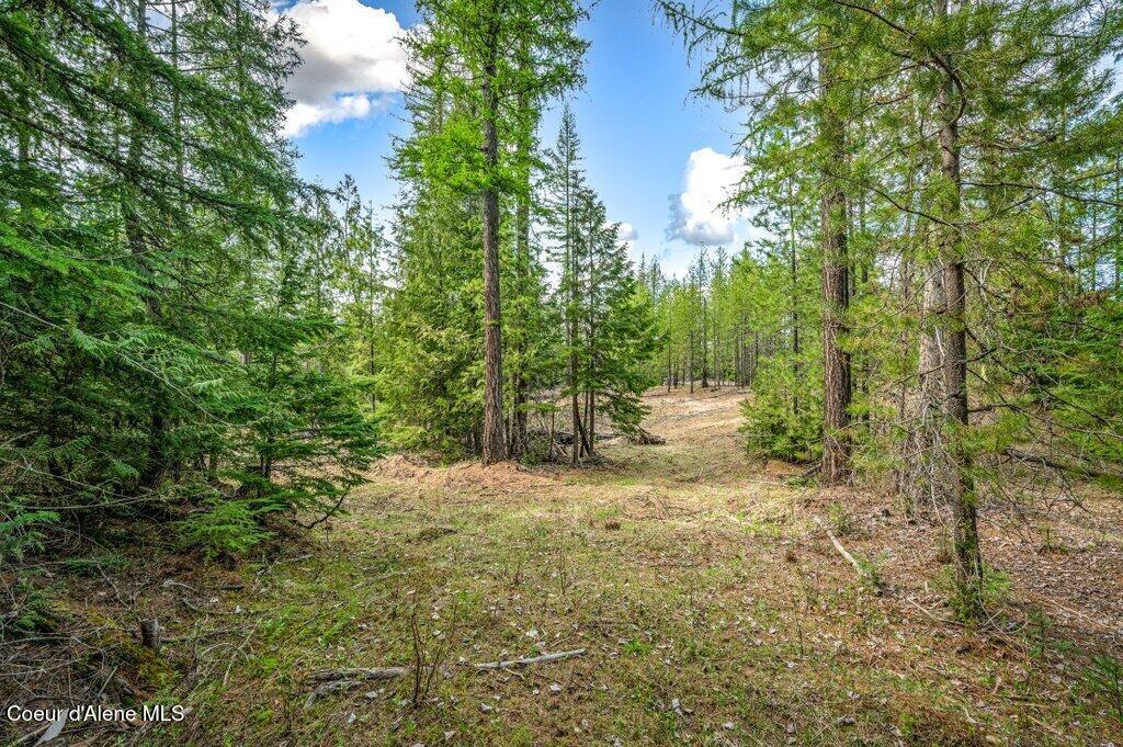 Image 3: Cleared Forest