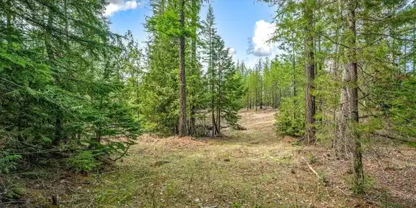 Image 3: Cleared Forest
