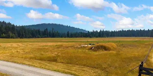 Image 3: Free of Weeds