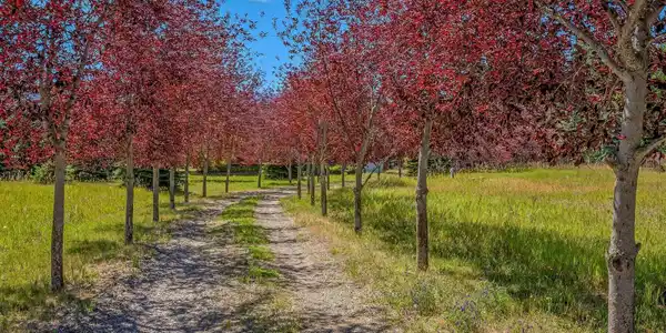 Image 4: Idyllic Tree Line Drivdway