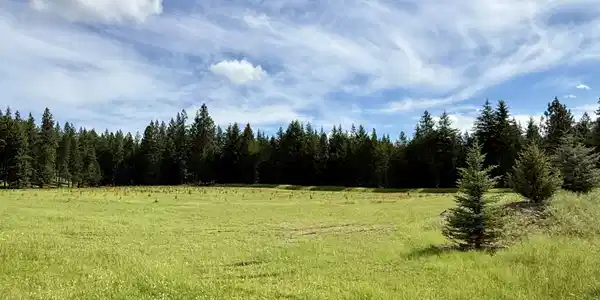 Image 2: Lined with trees on three sides.
