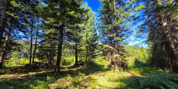 NNA Pup Paw 10 acres