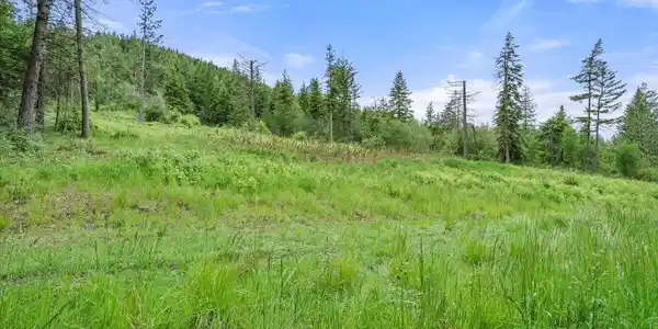 Image 2: Cleared Area