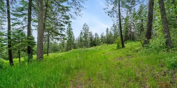Image 3: Cleared Area