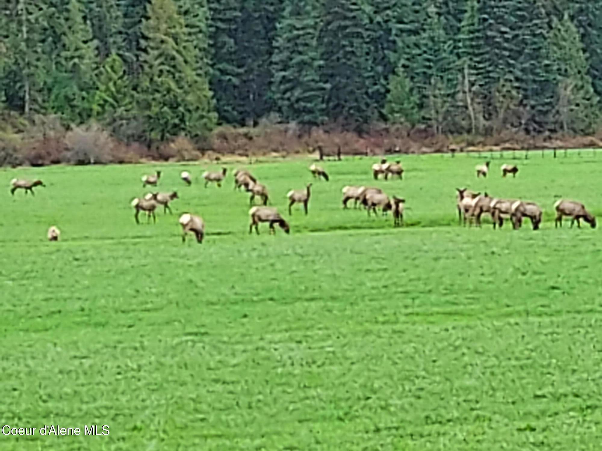 Image 3: Elk 2