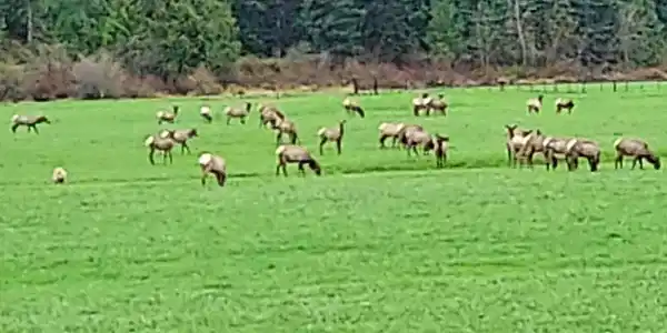 Image 3: Elk 2