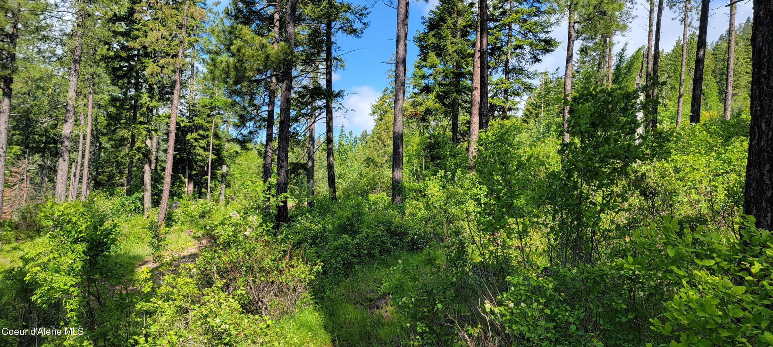 Image 3: Woods