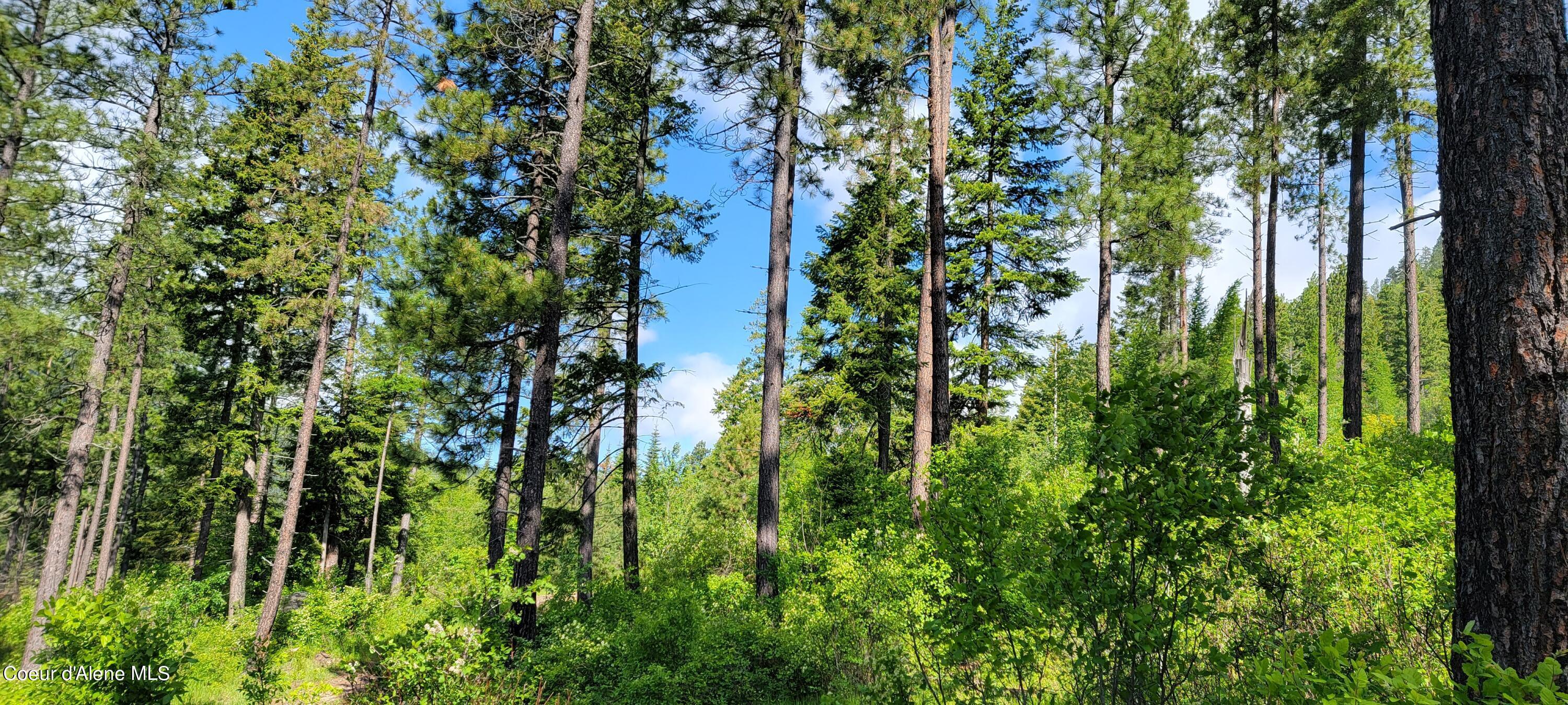 Image 4: More Woods