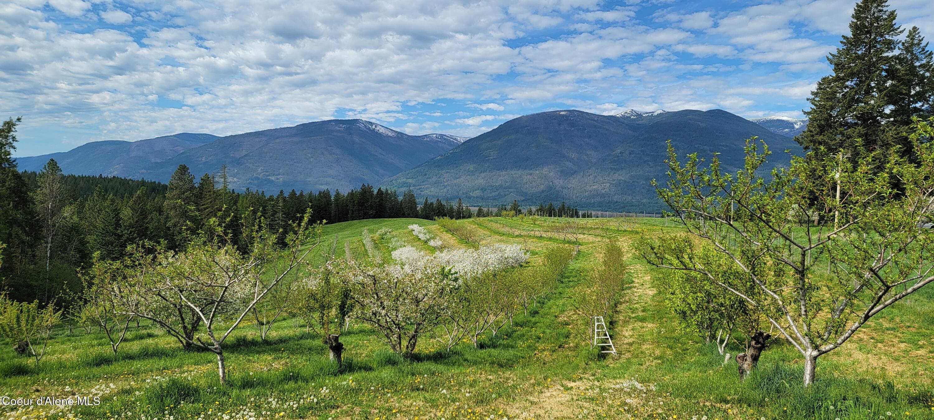 Image 3: Orchard