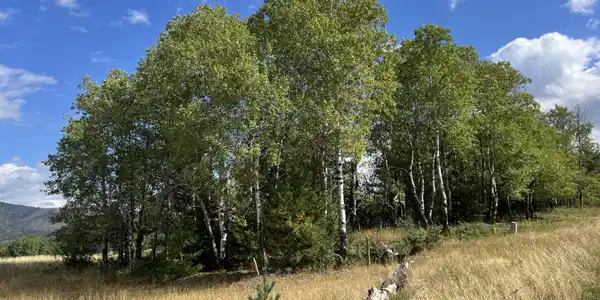 Image 3: IMG_4598