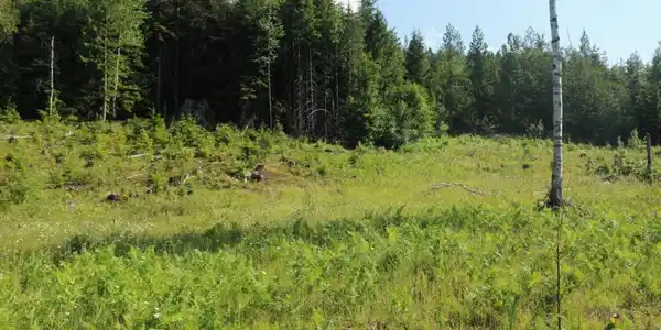 Image 3: Private Field