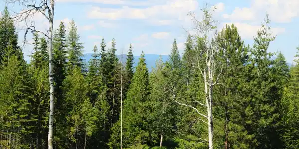 Image 4: Views of the Selkirks
