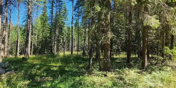 NNA Bear Claw RD