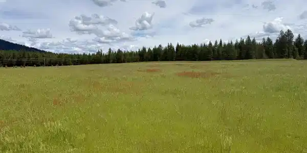 Image 3: Wide open acreage