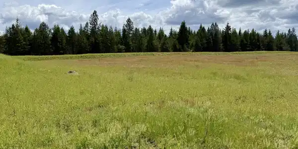 Image 3: Trees at the back property line