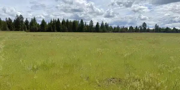 Image 4: Tree lined back property line
