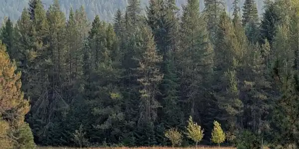 Image 4: Pasture ground