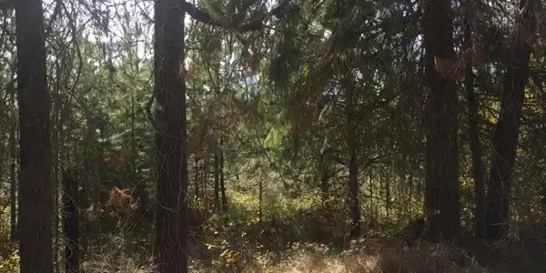 Image 3: F373146B-C7B4-4862-9155-B75D72B0D17E