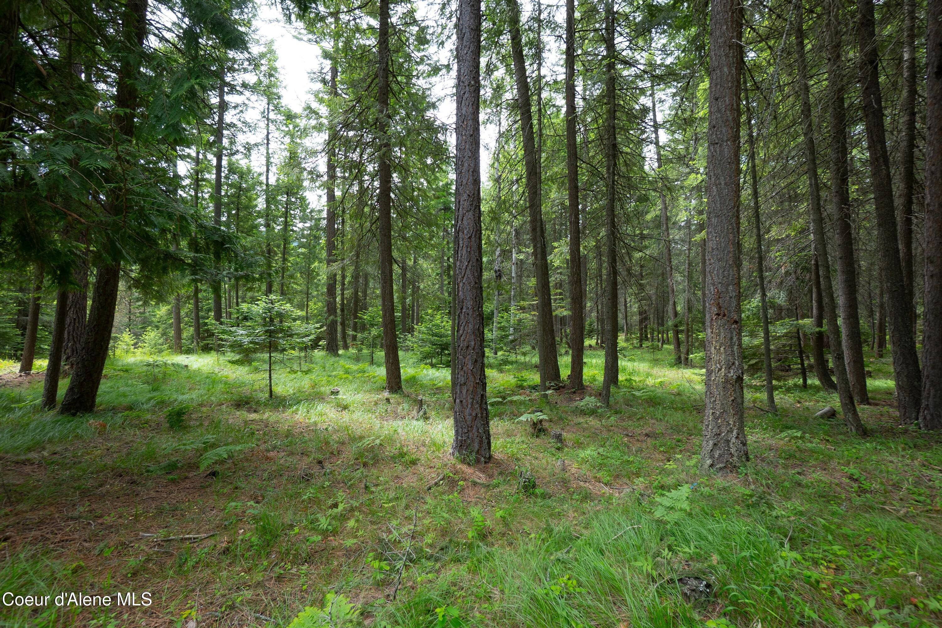 Image 4: Parked-Out wooded area