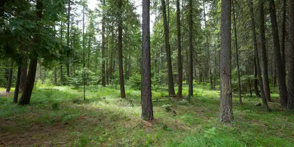 Image 4: Parked-Out wooded area