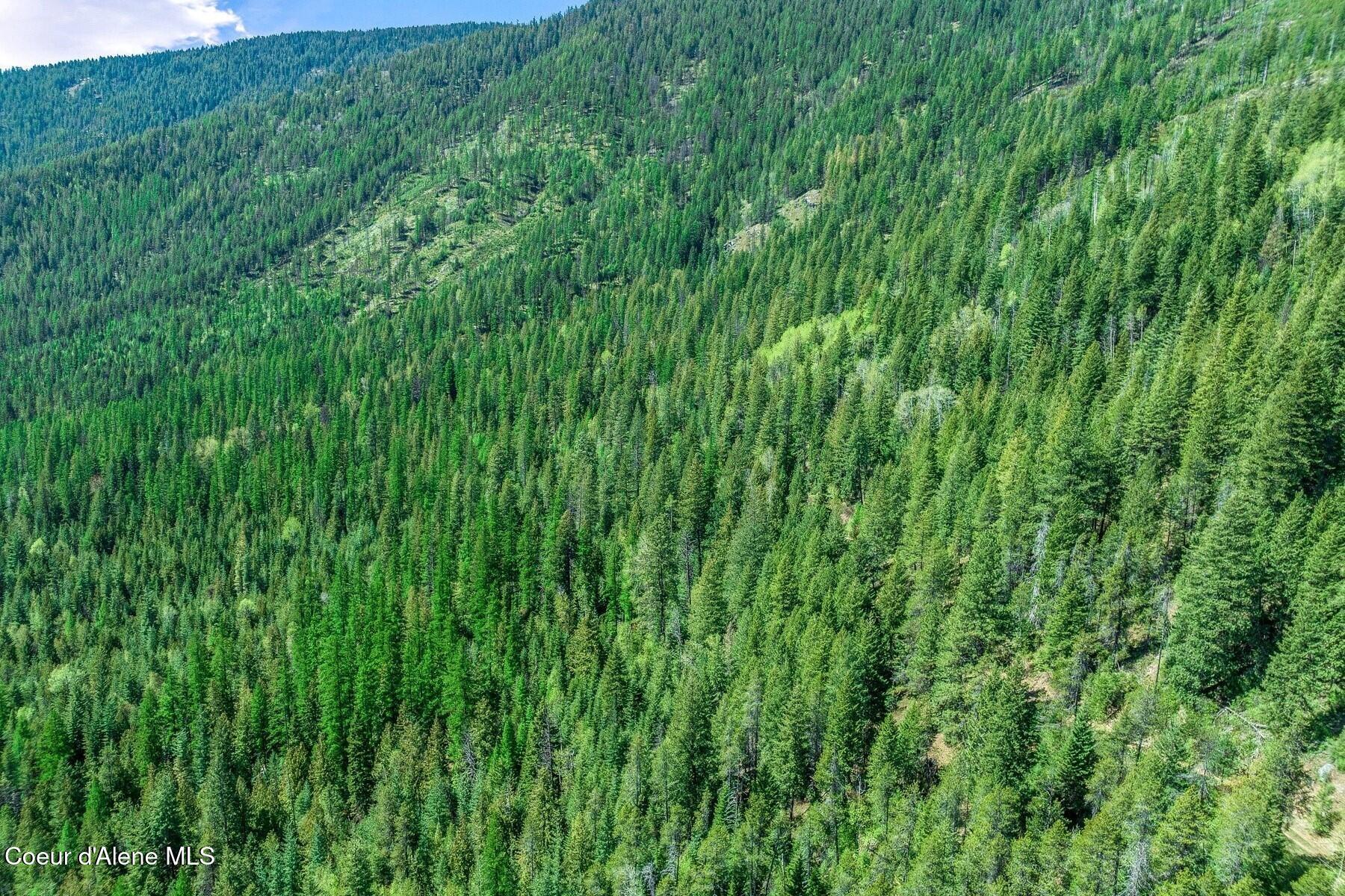 Image 3: Miles of USFS to explore