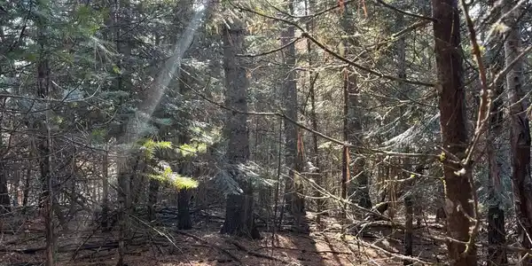 Image 4: 4